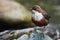 European dipper on a rock