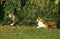 European Domestic Cats, Adults standing on Grass