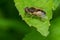 European Drone Fly - Eristalis arbustorum