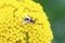 A European Drone Fly Eristalis arbustorum Seeks Pollen on a Bright Yellow Flower