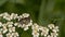 European dronefly on a white sneezewort flower in a field