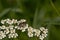 European dronefly on a white sneezewort flower in a field