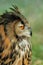 European Eagle Owl