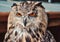 European Eagle Owl