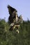 European Eagle Owl ascending to flight