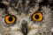 European Eagle Owl, asio otus, Adult, close up of Eyes