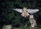 European Eagle Owl, asio otus, Adult in Flight, Landing