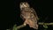 European Eagle Owl, asio otus, Adult standing on Branch, Normandy in France,