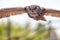 European eagle owl bird of prey in flight hunting. Stealthy pred