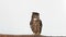 European eagle owl bird of prey standing on wooden branch