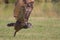 European eagle owl bird of prey taking off. Flying close to ground.