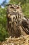 European Eagle Owl (Buba bubo)