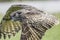 European eagle owl. Close up in level flight profile.