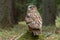 European eagle-owl or Eurasian eagle-owl, Bubo bubo.