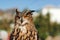 European eagle owl staring forward. Long-eared Owl sitting on the branch in the park