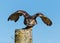 European Eagle Owl Taking Off