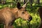 European elk Alces alces calf in green bilberry bushes