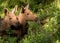 European elk Alces alces two twin calves in bilberry bushes