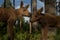 European elk Alces alces two twin calves in bilberry bushes in the forest