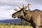 European elk bull head and shoulders profile