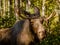 European elk or moose Alces alces bull with velvet antlers