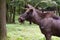 European Elk Moose head in nature in Northern Europe