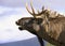 European Elk roaring
