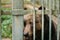 European Eurasian Brown Russian Bear Ursus Arctos Arctos In Cage