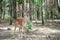 European fallow deer Dama dama with big horns in the forest. Wild deer stands among the trees