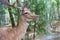 European fallow deer Dama dama with big horns in the forest. Wild deer stands among the trees