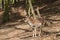 European fallow deer - Dama dama grazes in a deciduous forest. Wild photo