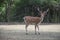 European fallow deer in nature, dama dama