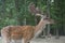 European fallow deer in nature, dama dama