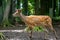 European fallow deer in search of food in the forest