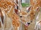 European fallows deer in a zoo