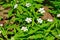 European false stitchwort (Pseudostellaria europaea)