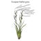 European feather grass Stipa pennata , flowering plant