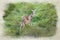 European Fellow Deer, Dama dama digital watercolour painting in a woodland setting