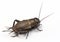 European field cricket Gryllus campestris