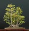 European field maple bonsai