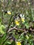 European field pansy (Viola arvensis) flowering in grassland or meadow in sunlight in summer