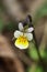 European field pansy,Viola arvensis , small white flower in the meadow