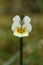 European field pansy,Viola arvensis , small white flower in the meadow