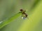 European fire ant on a water drop