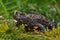 European fire-bellied toad & x28;Bombina bombina& x29;