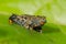 European fire-bellied toad Bombina bombina in Czech republic