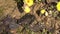 European fire-bellied toad Bombina bombina near blossoming coltsfoot