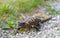 European fire salamander Salamandra salamandra, a black yellow spotted amphibian in its natural habitat