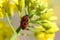 European firebug on seed flower