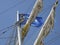 The European flag in the rigging of brig Mercedes